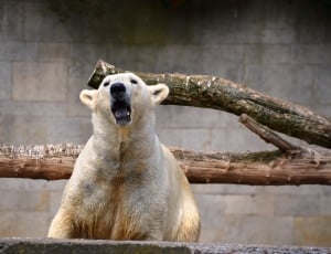 photo of a Polar Bear thumbnail