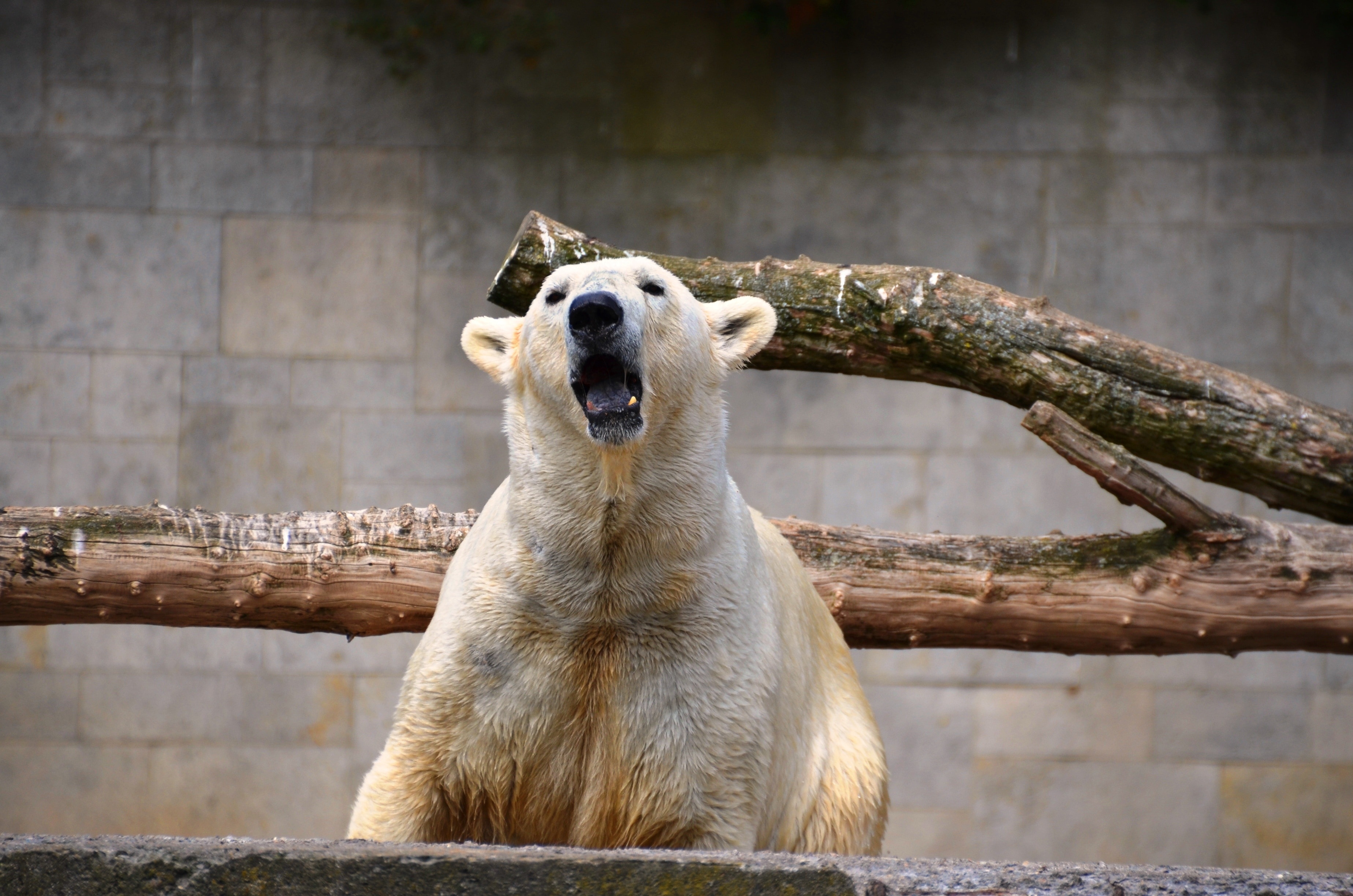photo of a Polar Bear