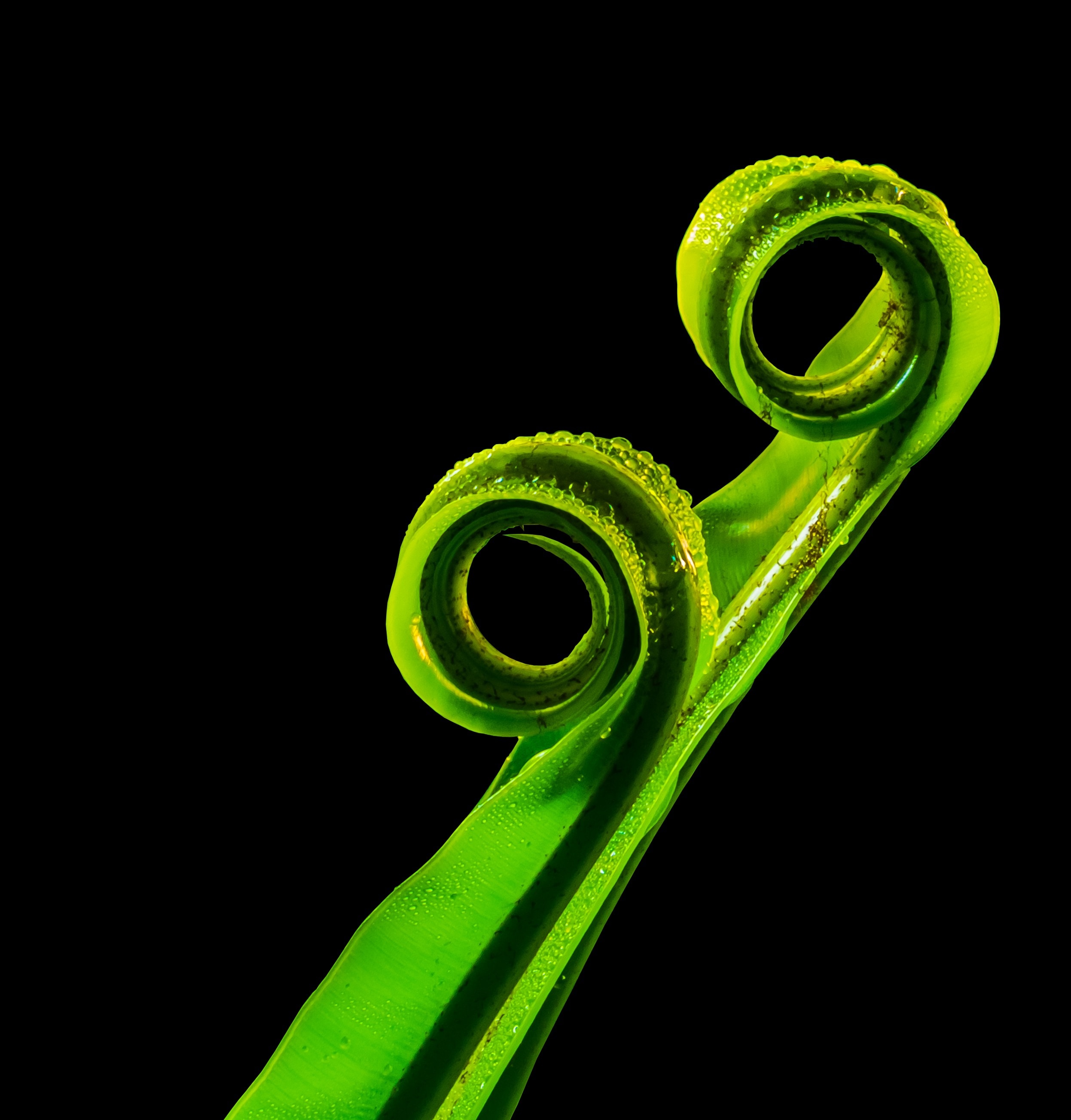 green tentacle