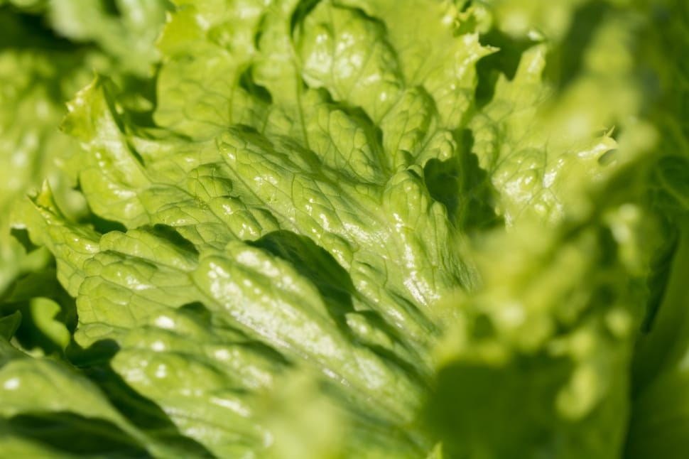 green chinese cabbage preview