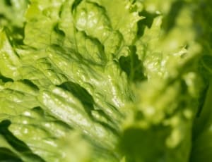 green chinese cabbage thumbnail
