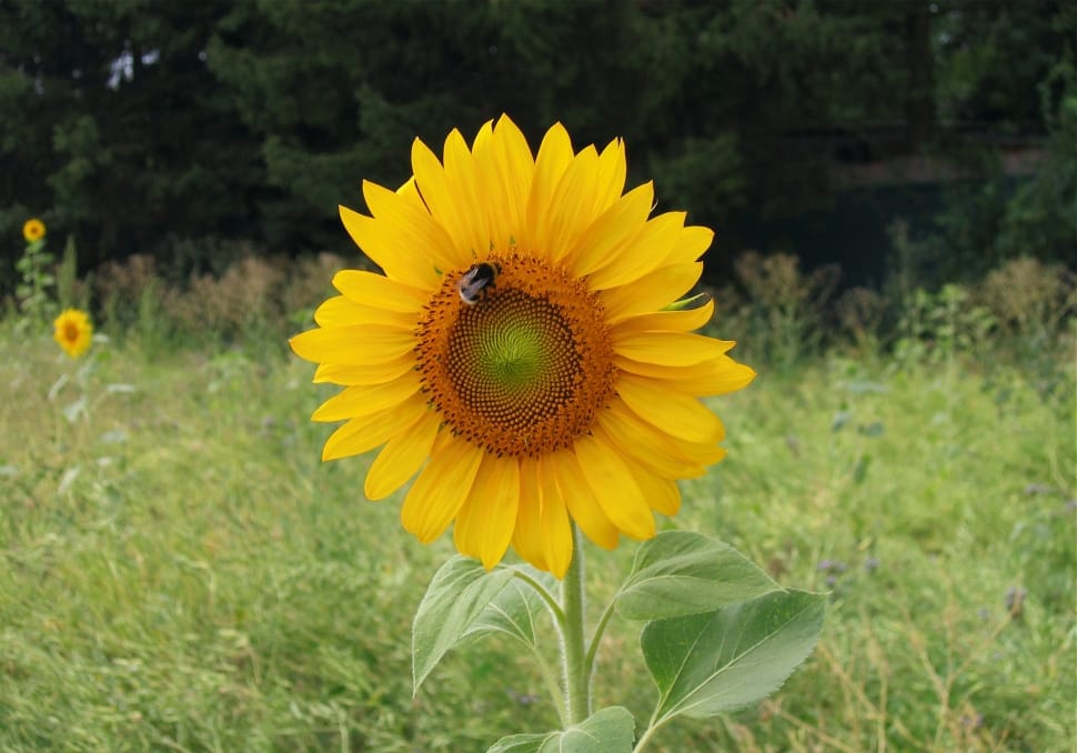 Sunflower preview