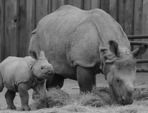 gray rhino and baby rhino thumbnail