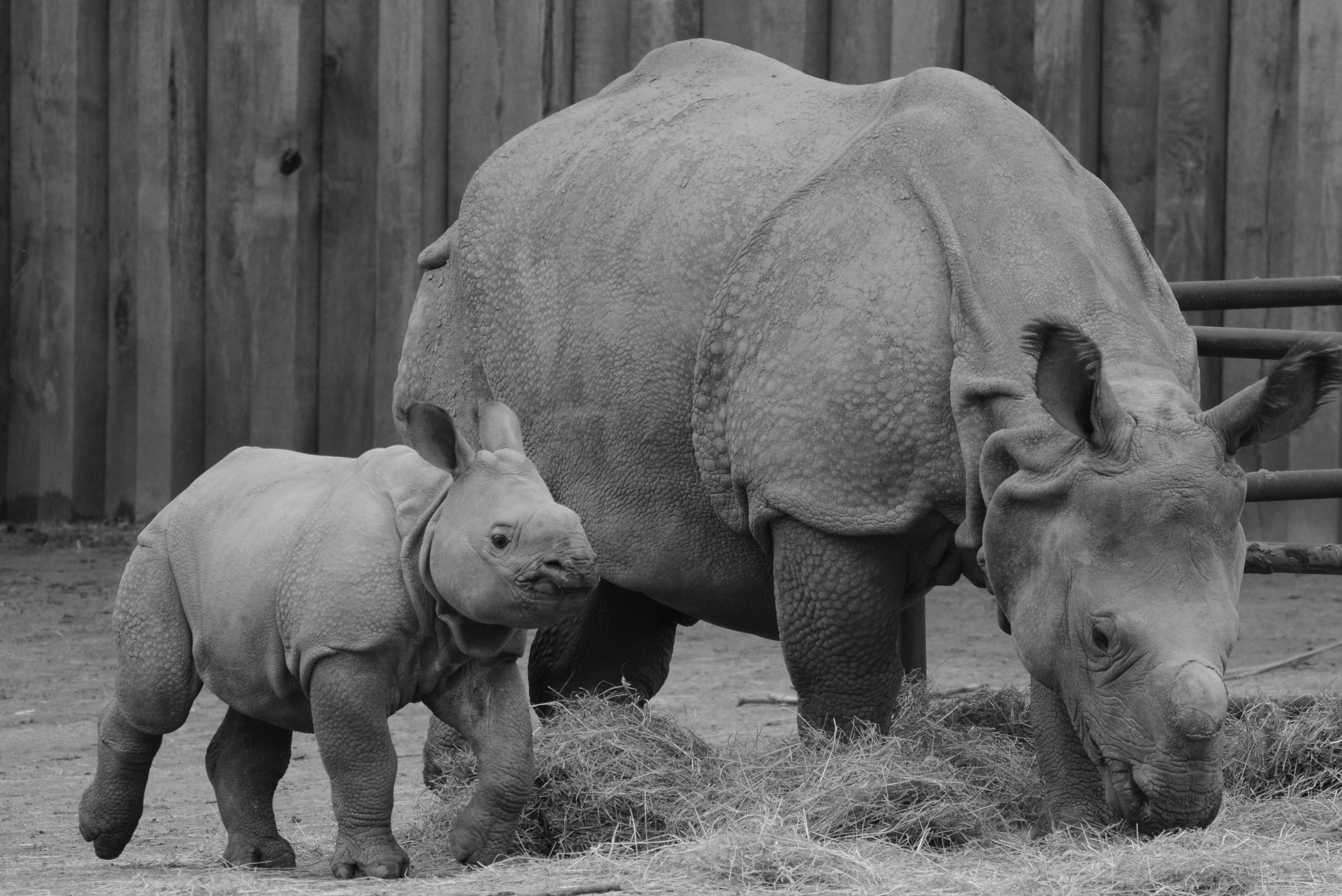 gray rhino and baby rhino