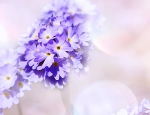 purple petaled flowers in closeup photography ] thumbnail