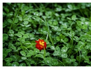 close up photography of green leaf plant with droplet with red petaled flower and yellow stigma thumbnail