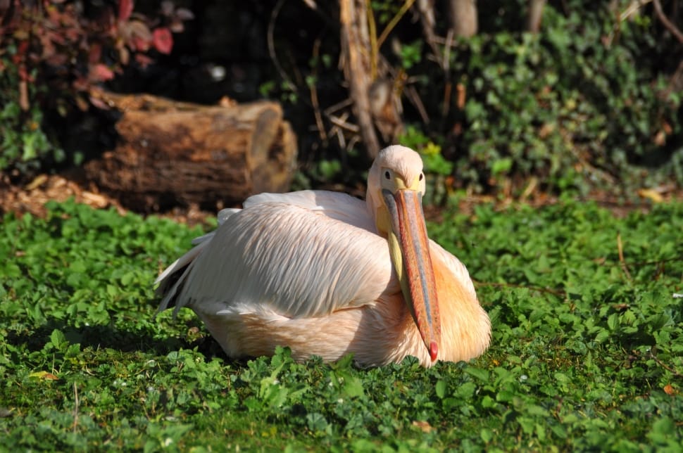 white pelican on green grass during daytime preview