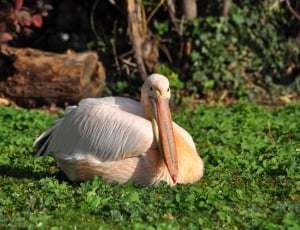 white pelican on green grass during daytime thumbnail