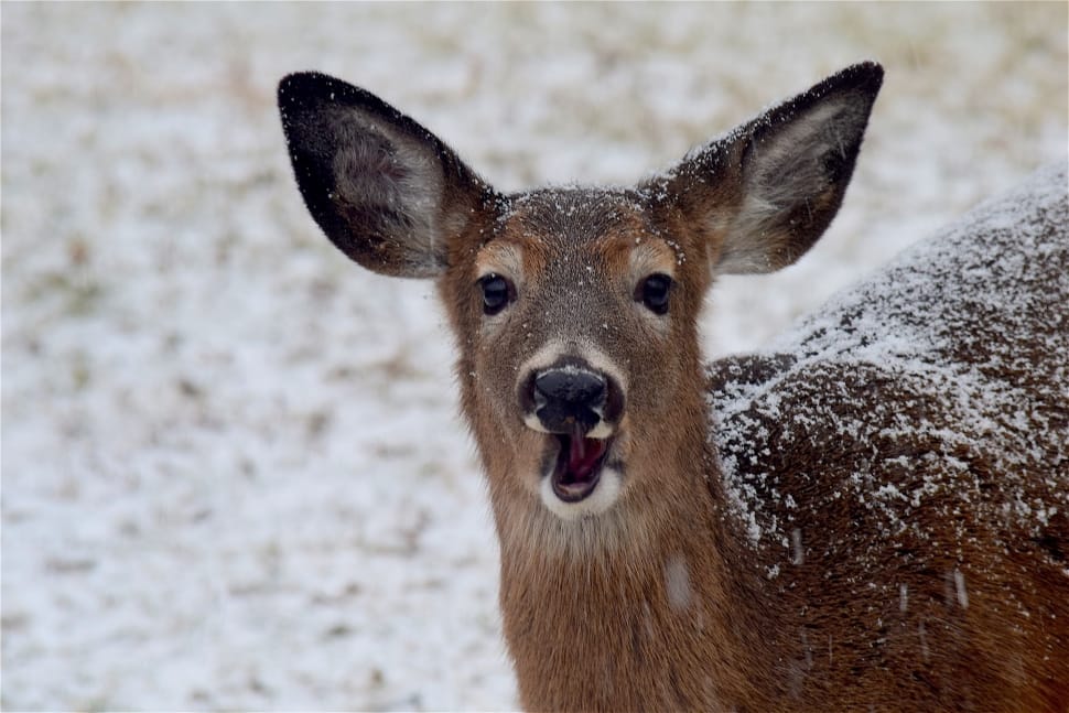 Snow, Winter, White, Deer, Brown, Animal, one animal, animal wildlife preview
