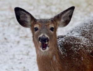 Snow, Winter, White, Deer, Brown, Animal, one animal, animal wildlife thumbnail