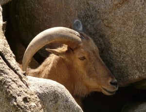 goat beside brown rock thumbnail