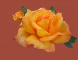 orange petal rose thumbnail