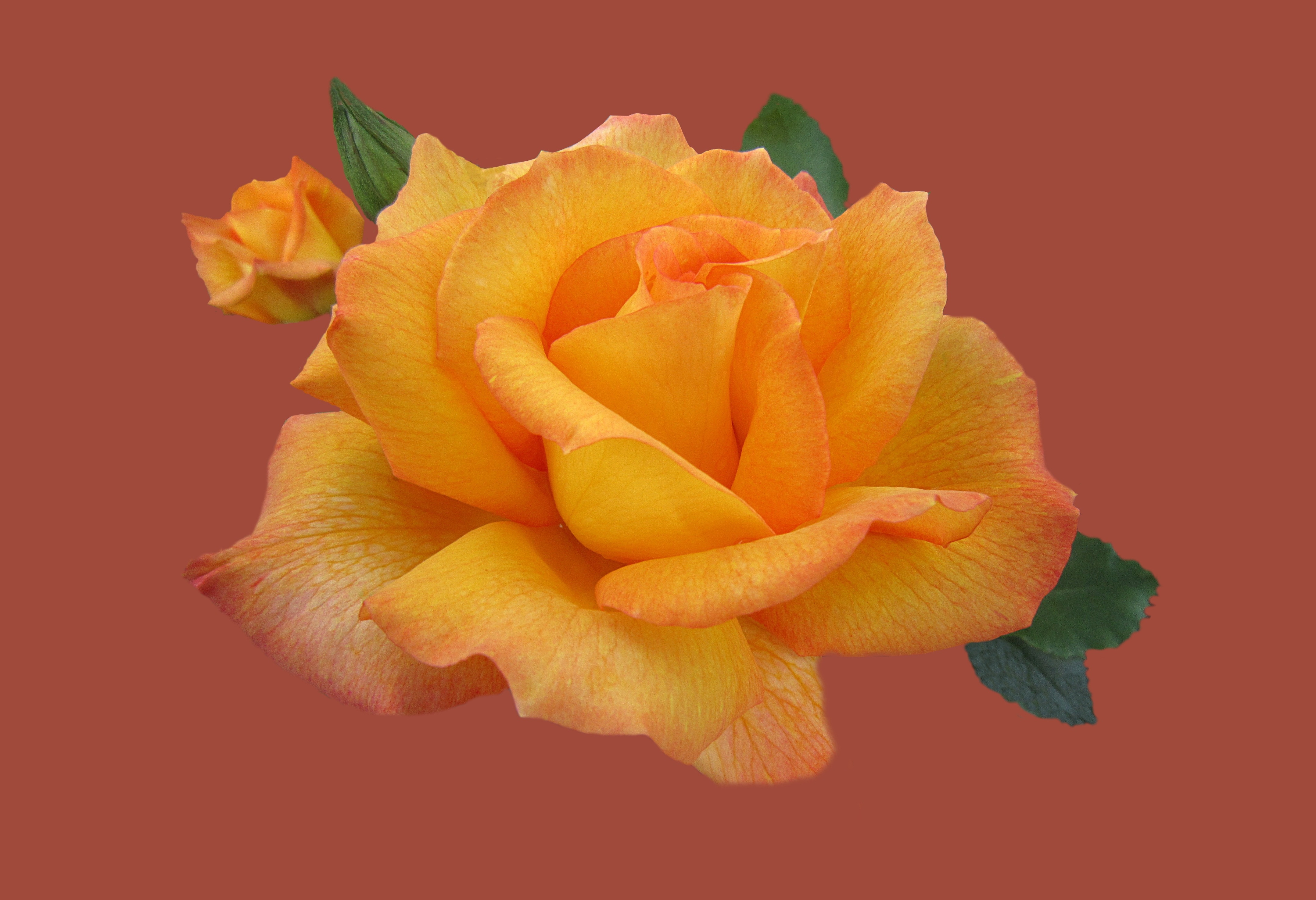 orange petal rose