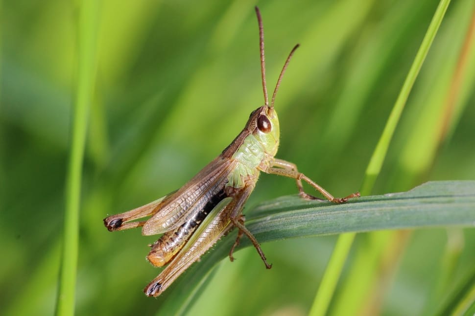 brown and green grasshopper preview