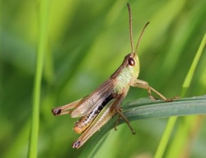 brown and green grasshopper thumbnail