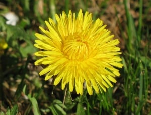 Dandelion, Flowers, Yellow, Meadow, flower, yellow thumbnail