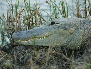 gray alligator thumbnail