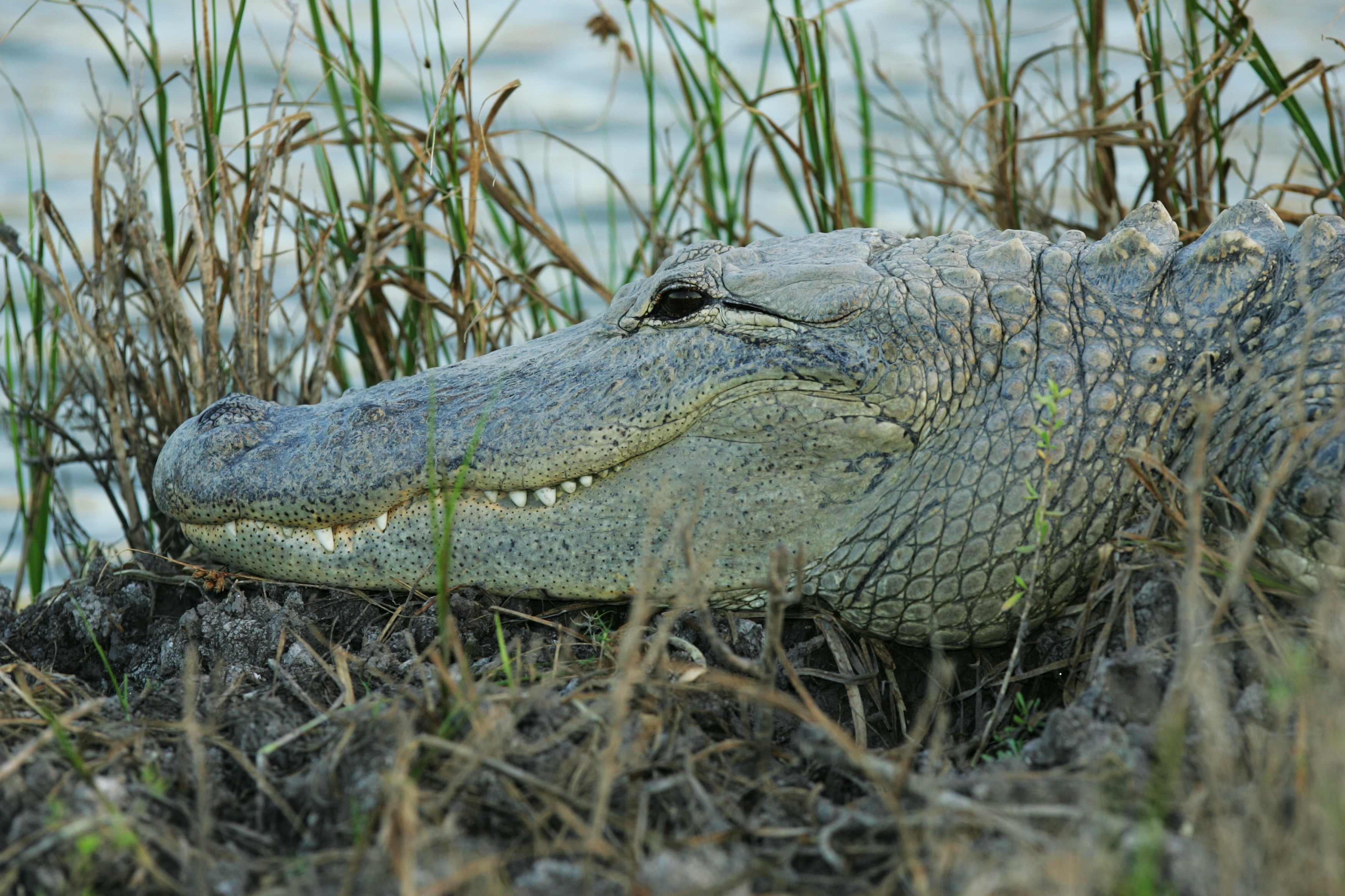 gray alligator