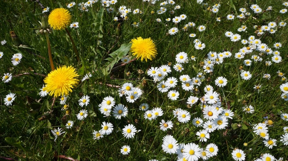 Dandelion, Meadow, Daisy, Garden, Spring, flower, fragility preview
