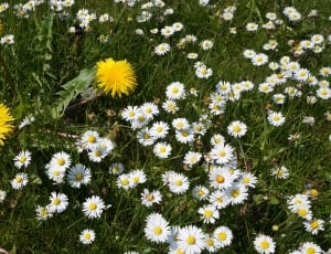 Dandelion, Meadow, Daisy, Garden, Spring, flower, fragility thumbnail