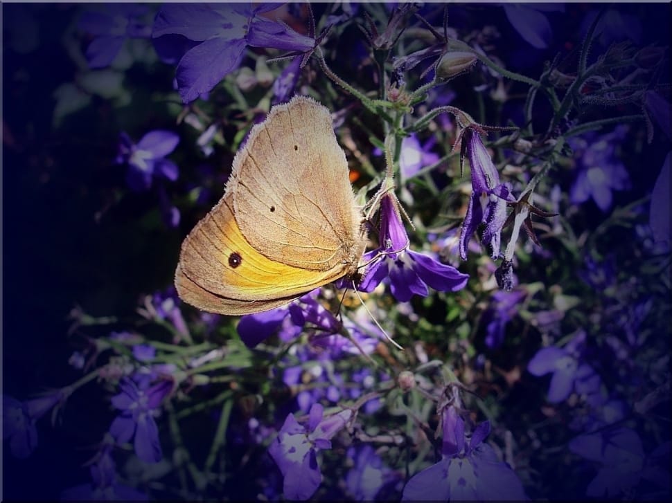 Butterfly, Close, Meadow, Nature, purple, one animal preview
