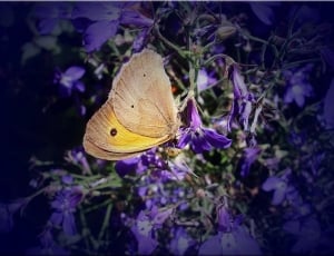 Butterfly, Close, Meadow, Nature, purple, one animal thumbnail