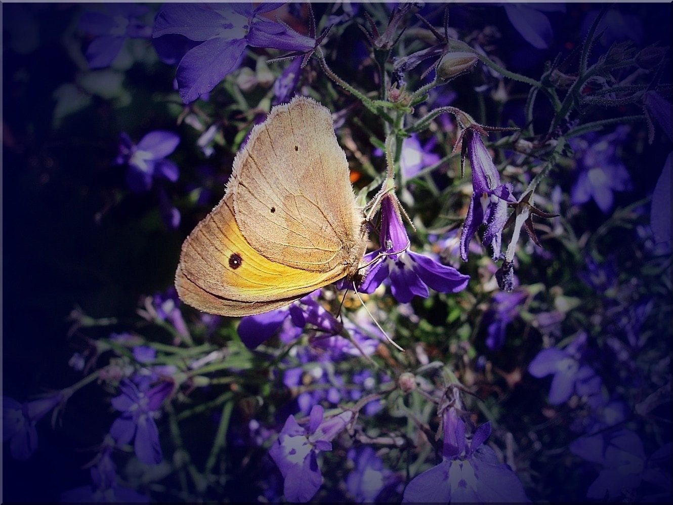 Butterfly, Close, Meadow, Nature, purple, one animal