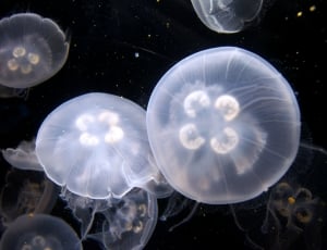 jelly fishes thumbnail