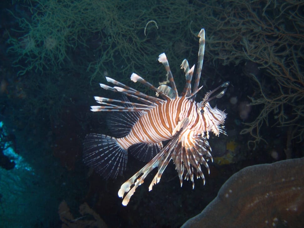 lion fish in body of water near seaweeds preview