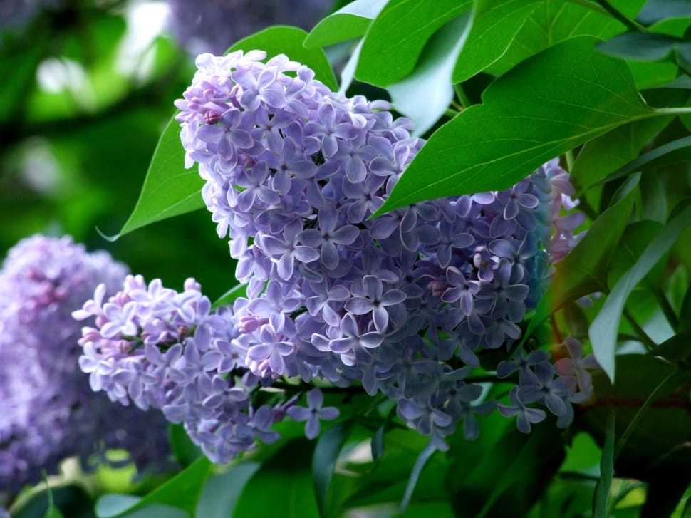 Purple, Flower, Ornamental Plant, Nature, purple, leaf preview