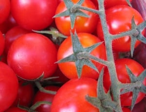 Tomatoes, Vegetarian, Vegetables, Red, red, food and drink thumbnail