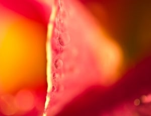 Drip, Dew, Dewdrop, Drop Of Water, red, no people thumbnail