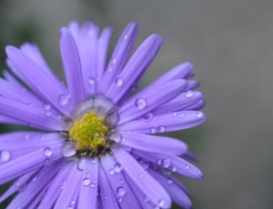 purple petal flower thumbnail
