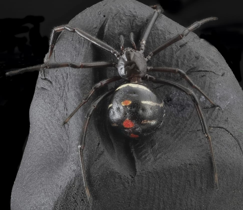 black and red 8 legged spider preview