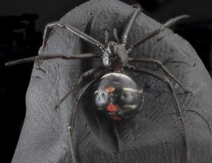 black and red 8 legged spider thumbnail