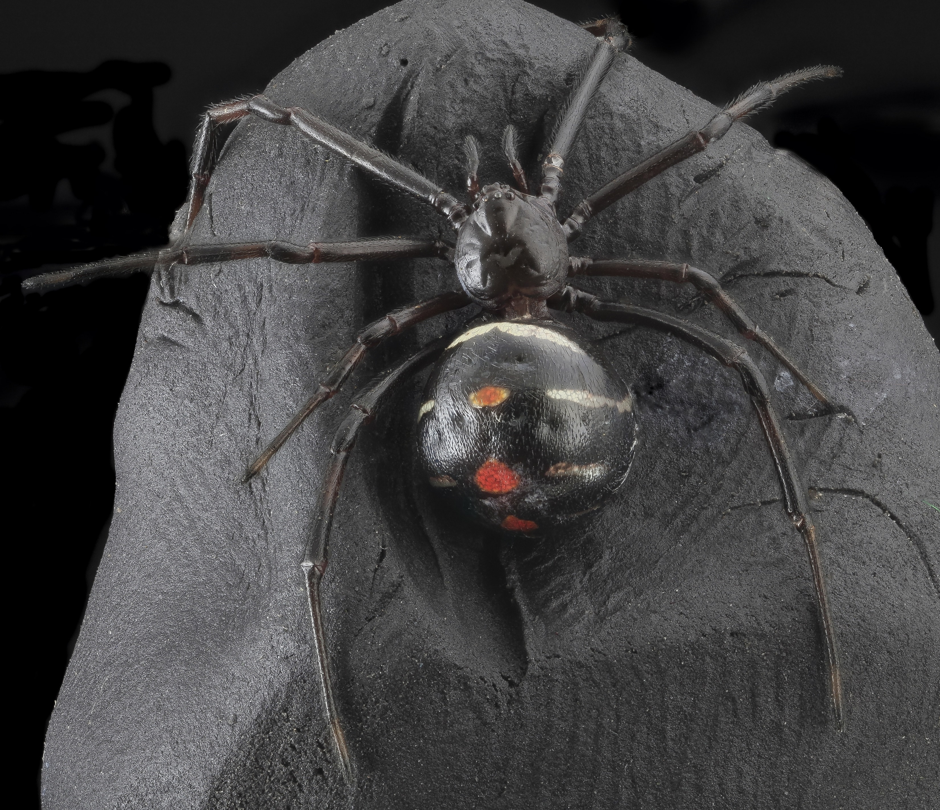 black and red 8 legged spider