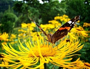 black orange and white feathered butterfly and yellow petaled flower thumbnail