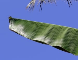 close up photography of banana leaf thumbnail