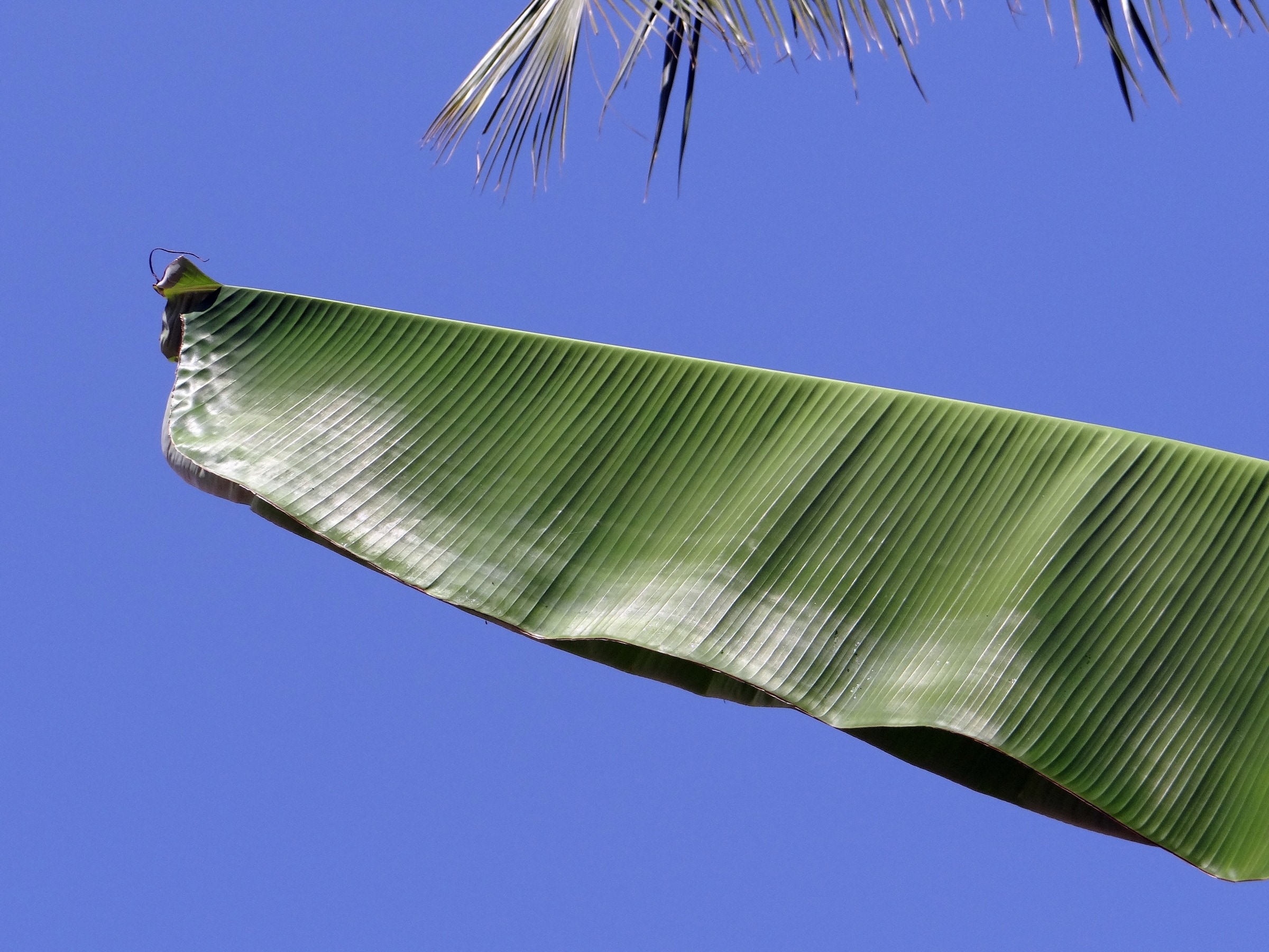 close up photography of banana leaf