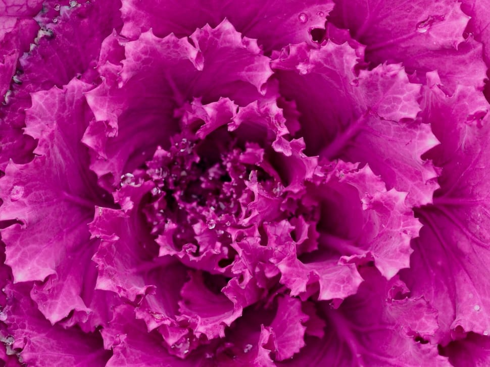 pink flowering cabbage preview