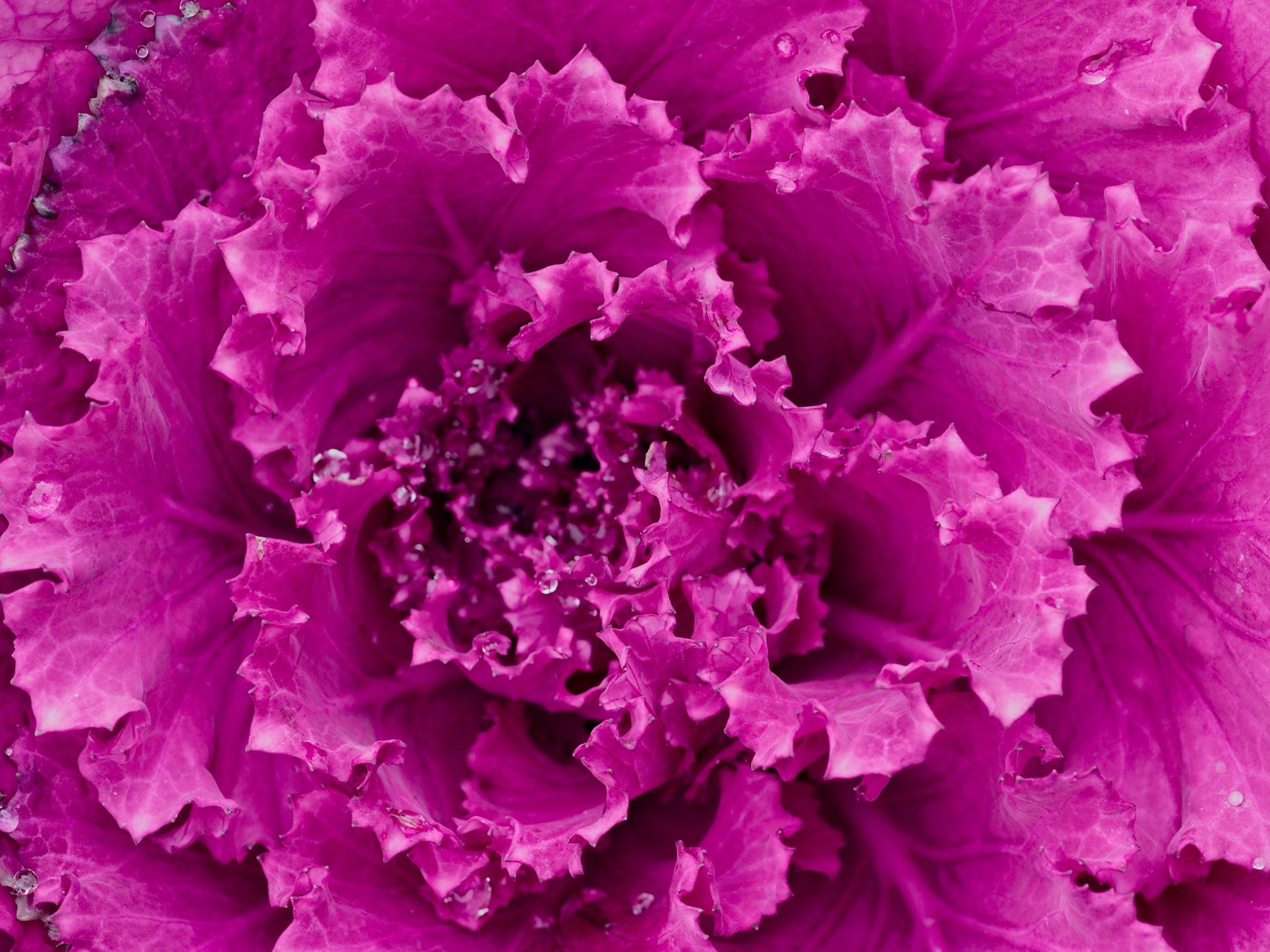 pink flowering cabbage