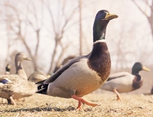 flock mallard duck thumbnail