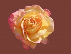 yellow and pink rose thumbnail