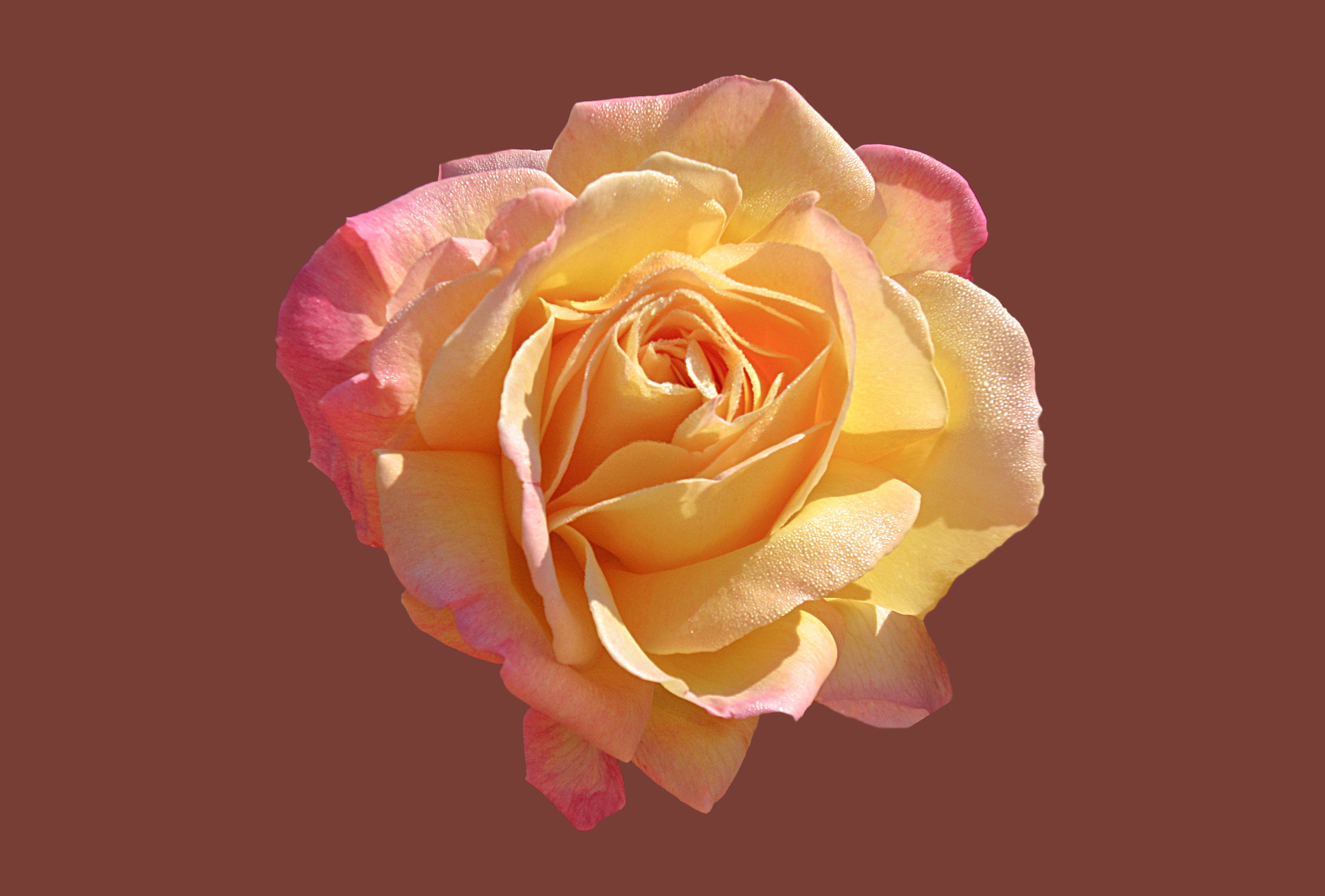 yellow and pink rose