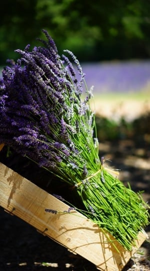 lavender bouquet thumbnail