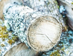 close photography of tree branch thumbnail