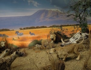 zebra lions wolves and hyenas war illustration thumbnail
