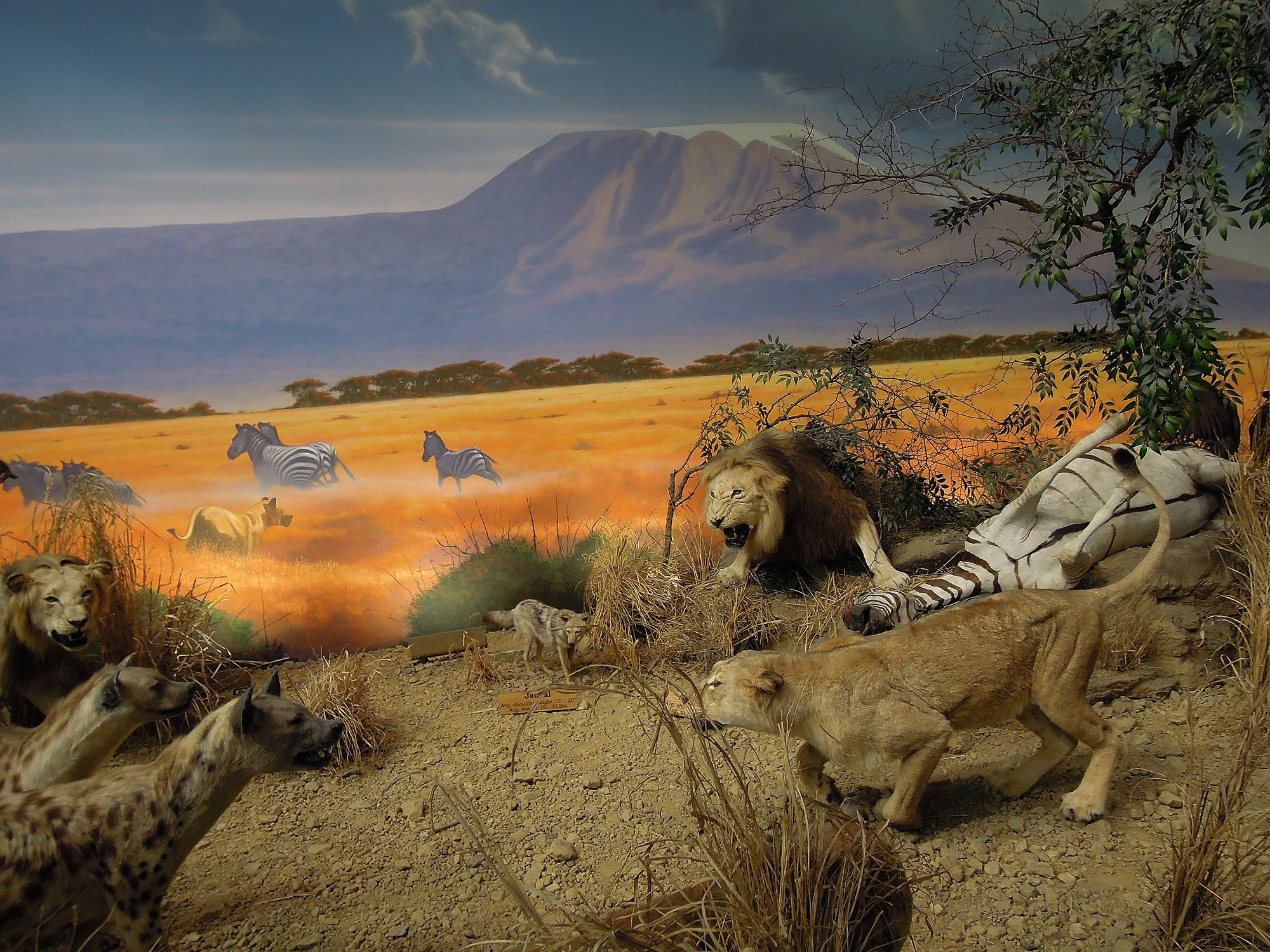 zebra lions wolves and hyenas war illustration