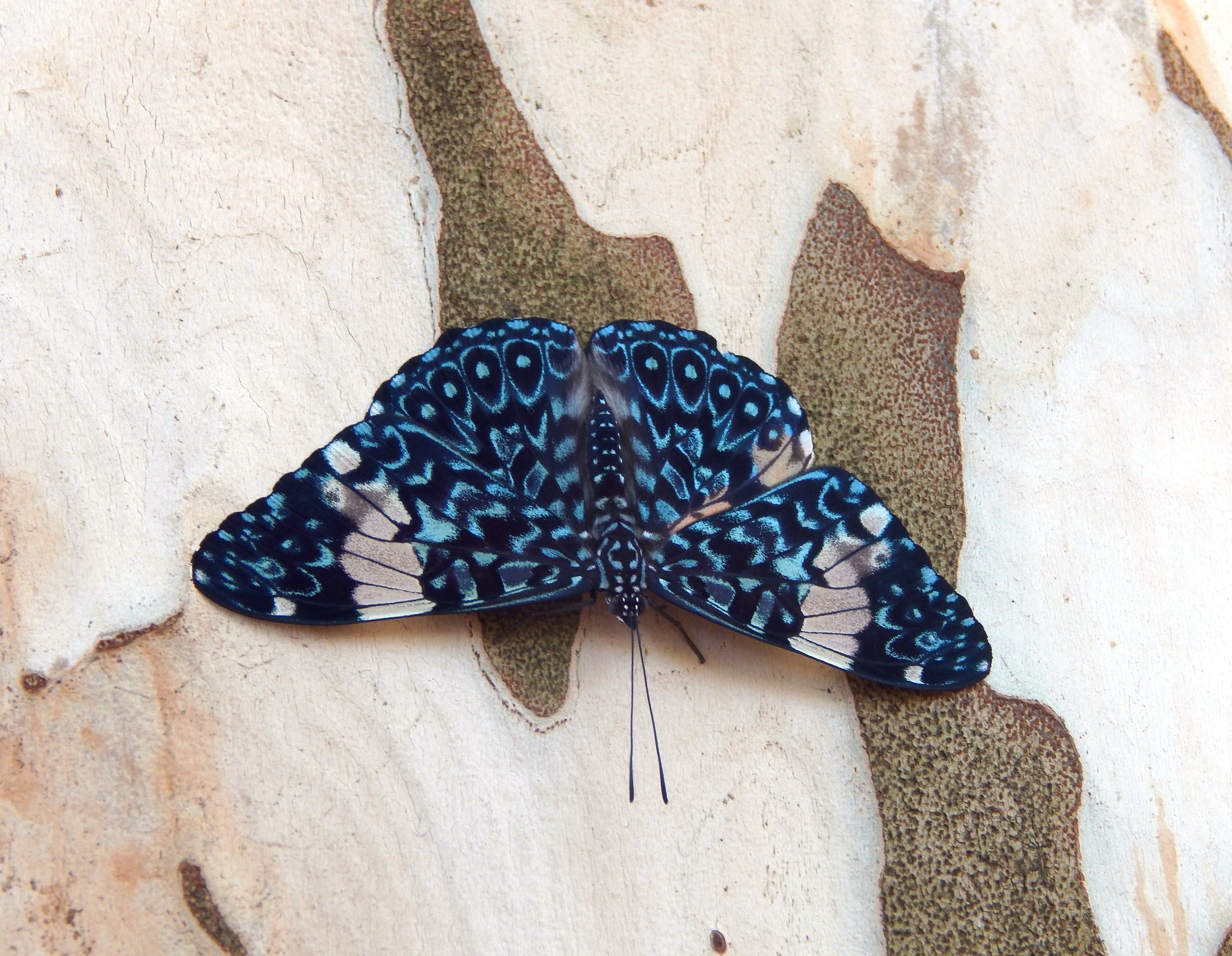 blue and black moth