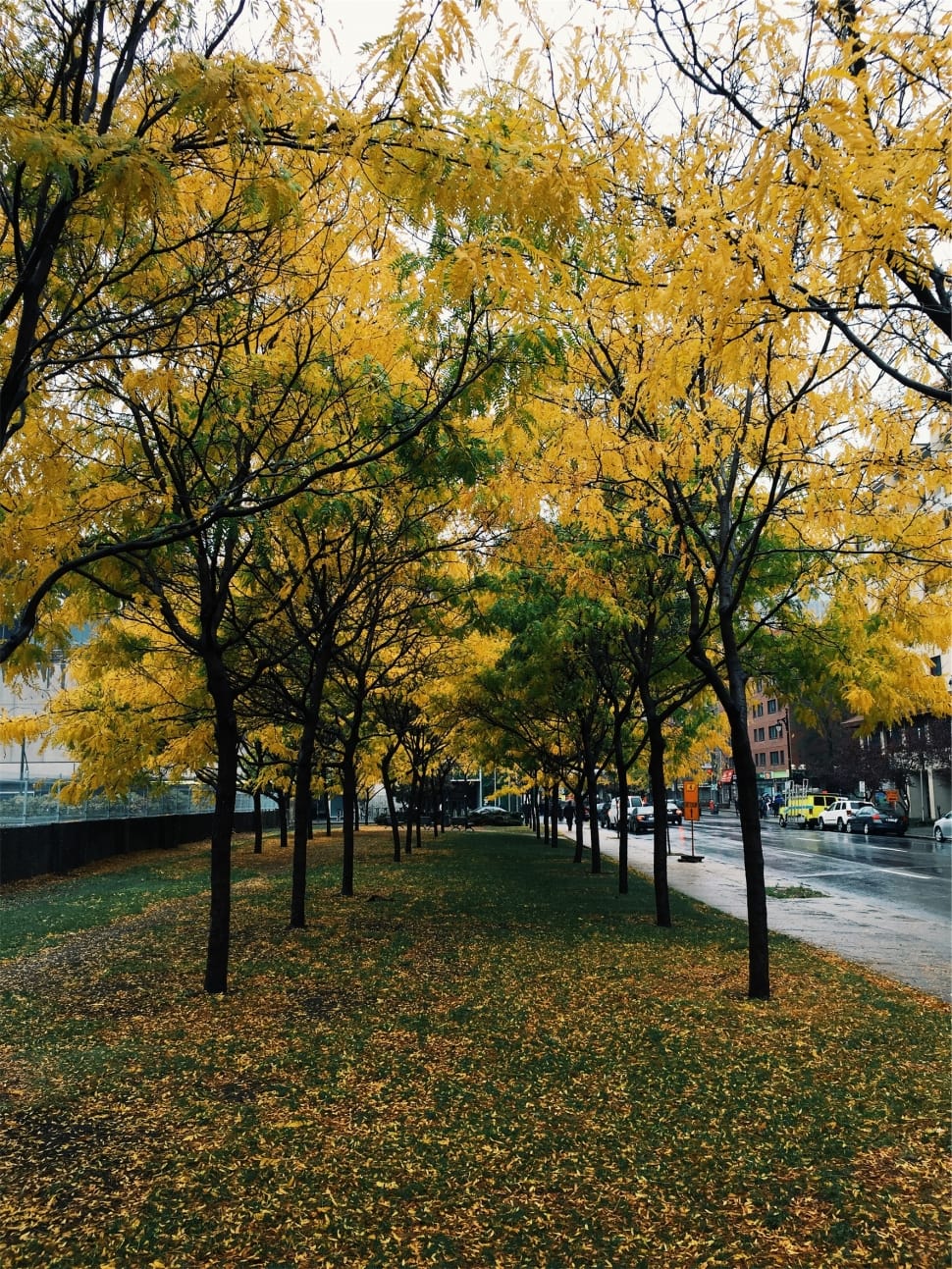 yellow and green trees preview